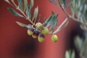 Il Molise a Olio Capitale 2013