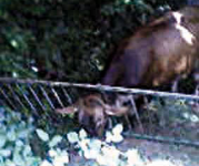 Ruba un cancello e scappa, fermata la mucca ladra