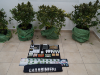 Agnone: aveva allestito una serra per coltivare cannabis, 27enne nei guai