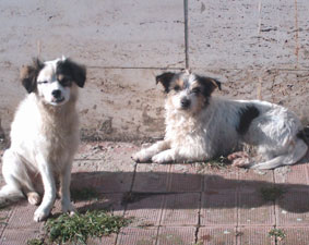 Frosolone, contributi per chi prende in affido i cani