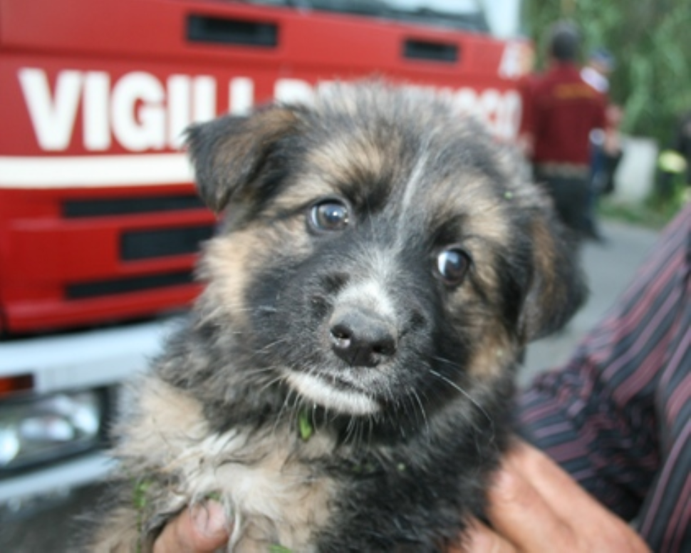 Cucciolo salvato dai Vigili del Fuoco