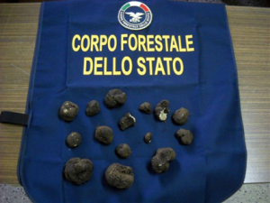 In cerca di tartufi senza autorizzazioni, finisce nei guai