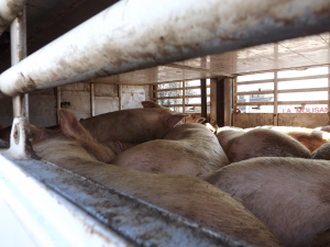 La Stradale ferma tir con 100 suini, 50 in più di quelli consentiti dalla legge