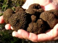 Raccolta abusiva di tartufo. Multa da 11.000 euro