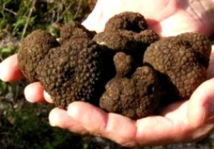 Raccolta abusiva di tartufo. Multa da 11.000 euro