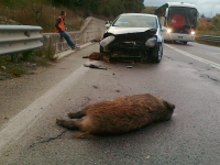 Golf stermina sette cinghiali