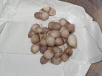 Uova marce contro la sede del Pdl