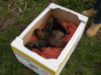 La Forestale salva otto cuccioli di cane