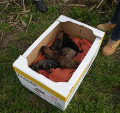 La Forestale salva otto cuccioli di cane