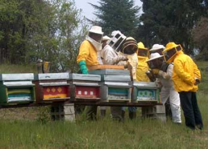 Api e miele, al via i corsi universitari