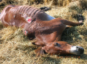 Equini maltrattati, malnutriti e feriti: la triste scoperta del corpo Forestale a Pescolanciano