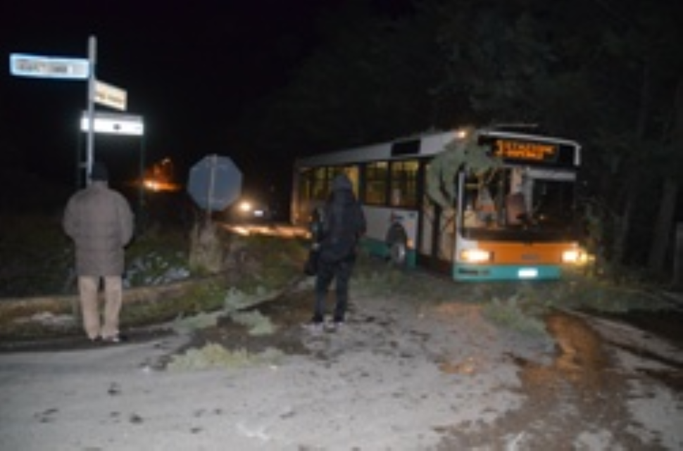 Pino secolare travolge autobus