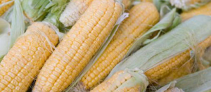 Alimenti biologici falsi, sequestri in Molise