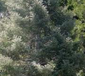 Molisano l’abete natalizio del papa