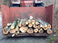 Cerca di rubare in un bosco del Comune, denunciato