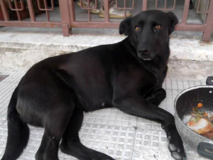 Ammazzarono un cane a colpi di pistola, inchiodati dalla Squadra Mobile