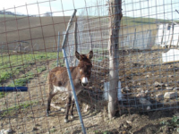 Animali maltrattati, scatta il sequestro