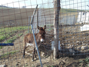 Animali maltrattati, scatta il sequestro