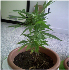 La Finanza sequestra tre piante di canapa indiana