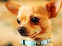 Chiwawa fallato, allevatore condannato al risarcimento