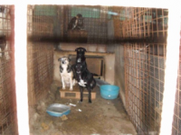 Emergenza maltempo, 200 cani a rischio a Mirabello