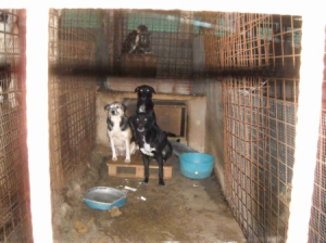 Emergenza maltempo, 200 cani a rischio a Mirabello