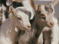 Rubano tre capretti. Padre arrestato, figlio denunciato