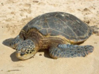 Termoli, due tartarughe marine ritrovate morte