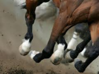 Corse clandestine di cavalli, blitz del Nas al Nucleo Industriale di Termoli