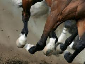 Corse clandestine di cavalli, blitz del Nas al Nucleo Industriale di Termoli