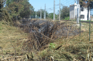Campomarino, ancora fiamme nella notte