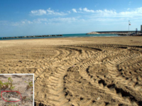 Termoli, i trattori distruggono i nidi di Fratino