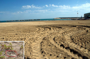 Termoli, i trattori distruggono i nidi di Fratino