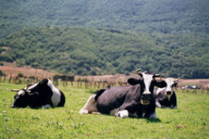 Ara Molise, torna la polizza assicurativa per il bestiame