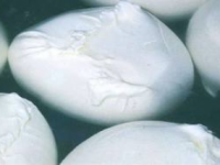 Caseifici molisani nell’inchiesta ‘Bufalo’