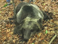 Orso morto nel Parco nazionale d’Abruzzo, Lazio e Molise