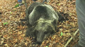 Orso morto nel Parco nazionale d’Abruzzo, Lazio e Molise