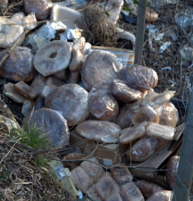 Il pane non venduto va… nei fossi della Bifernina