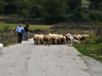 “Sfiorato” da un fulmine, pastore di Conca Casale salvo per miracolo