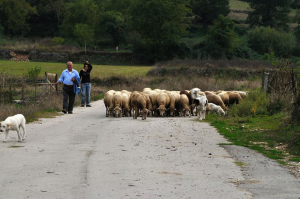 “Sfiorato” da un fulmine, pastore di Conca Casale salvo per miracolo