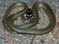 Serpente nell’auto. Automobilista terrorizzato