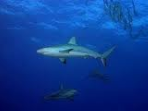 Termoli, pescatore circondato da un branco di piccoli squali