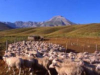 Il Prefetto sospende la circolazione sulle strade interessate dalla transumanza