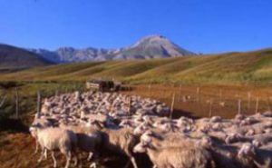 Il Prefetto sospende la circolazione sulle strade interessate dalla transumanza