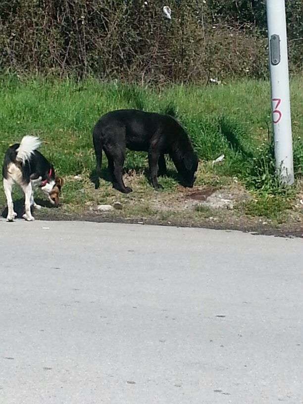 Fuga dal canile di Santo Stefano, la denuncia dell’Oipa