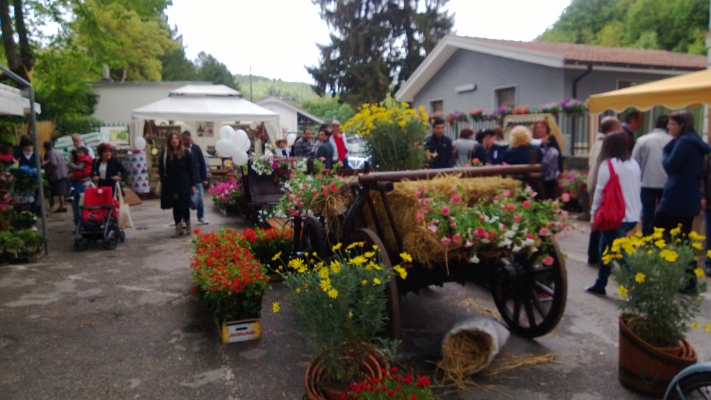 Carpinone in fiore nel fine settimana