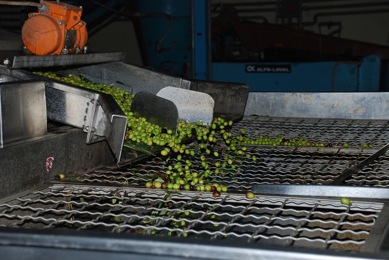 A Tufara un convegno sull’olio extravergine