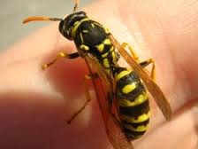 Punto da una vespa, muore per lo shock anafilattico