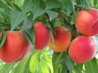 Pesche, contributi dall’Unione Europea