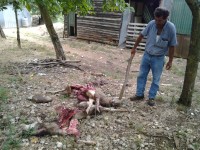 Pozzilli, lupi aggrediscono allevatore